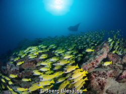 "The yellow block" a manta cleaning station with lots of ... by Joerg Blessing 